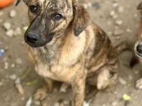 Stellaris, eine gestromte Schönheit, sucht ein Für-immer-Körbchen