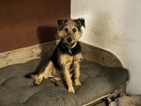 Terrier Mischling Rüde kastriert