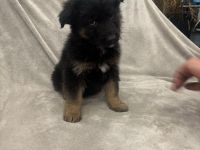 Noch 4 wunderschöne Schäfer-Collie-Mix-Welpen