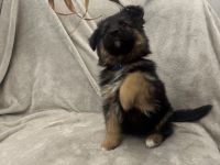 Wunderschöne Schäfer-Collie-Mix-Welpen