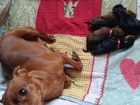 Zwergpinscher Vom edlen Adel 👑