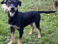 Süßes Hundekind Cai!