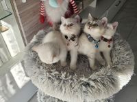 BKH Kätzchen Britisch Kurzhaar Katzenbaby