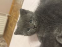 2bkh mix kitten abzugeben