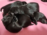 Zwergschnauzer Welpen schwarz mit Papieren