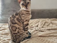 Reinrassige Bengalkatze mit Stammbaum und Zuchtfreigabe