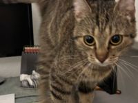 Aktive geimpfte, gechipte und kastrierte Katze sucht ein neues Zuhause!!!