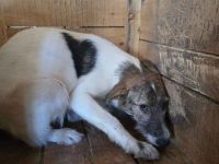 Mathilda: Eine ängstliche Seele sucht ihr Glück