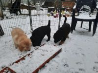 reinrassige Hovawart Welpen mit Ahnentafel