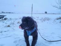 Hovawart Welpe Blacky