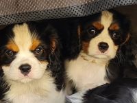 1ne von 4 zauberhaften Cavalierbabys sucht noch ihr Zuhause