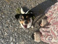 Jack Russell Chihuahua Mix