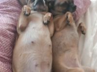 Perfektes Duo sucht neues Zuhause