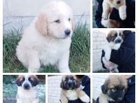 Germanischer Bärenhund mix Welpen