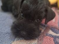 Zwergschnauzer schwarz