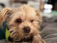 Lebensfroher Luis sucht Familienanschluss