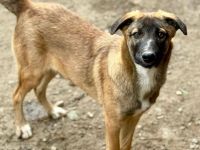 Bootsmann, freundlich, lebhaft, Menschen bezogen auf PS in 56154 Boppard