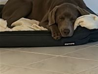 Labrador Retriever, 6 Monate