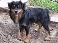 Miniature Australian Shepherd Deckrüde USA Import