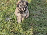 Doodle Toypudel und Pomsky wir dürfen ausziehen