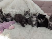 Maine Coon Kitten, Typvoll und Reinrassig