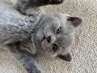 Kitten British Shorthair Kater, 4 Monate alt, Reinrassiger – sanft, ruhig und familienfreundlich
