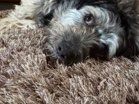 Yorkie-Pomeranian Mischling - 10 Monate - Liebevolles Zuhause gesucht