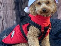 Zwergpudel Deckrüde apricot mit Ahnentafel