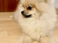 Junger Pomerania Braucht dringend ein Zuhause.