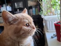 Britisch Kurzhaar Kater