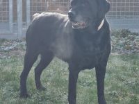 Kira, Labrador, geb. 2014, ein absolutes Goldstück