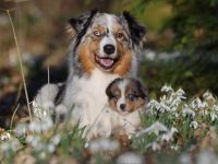 Standard Australian Shepherd-Welpen