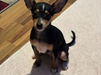 Zwergpinscher Hündin