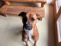 Notfall Percy sensibler Boxer Mischlingsrüde