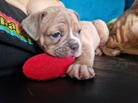 Old English Bulldog Mädchen