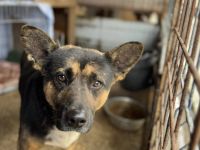 Carli – Ein liebenswerter Schatz