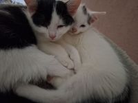 Pauli, Paula und Mini- Mie