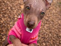 American Hairless Terrier Welpen