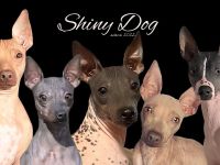 American Hairless Terrier