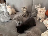 Bkh Kitten in Liebevolle Hände abzugeben !