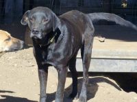 Suerte, freundlich, aktiv, sucht Menschen, die ihn fördern