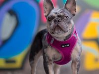 Französische Bulldogge Hündin 3.5 j.alt