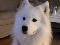 Samojedenhündin Ida