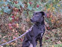 "Boni" süßer kleinerer Labrador-Mix-Jungrüde sucht ein Zuhause