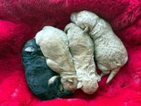 Lakeland Terrier Welpen abzugeben!