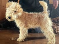 Lakeland Terrier Welpen abzugeben!