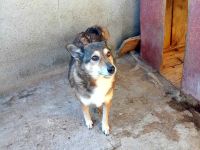 Leni sucht einen Gnadenplatz