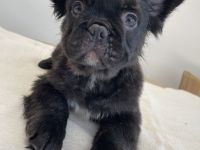 Französische Bulldogge Fluffy – Welpen abzugeben