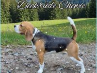 Beagle Deckeüde Chewie