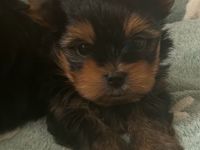 Yorkshire Terrier Welpen Black and Tan mit Ahnentafel
